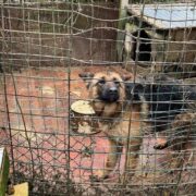 Znecanie sie nad zwierzetami