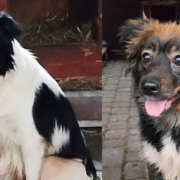 Znecanie sie nad zwierzetami