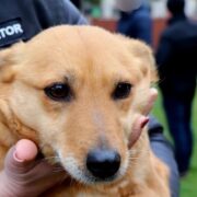 Znecanie sie nad zwierzetami