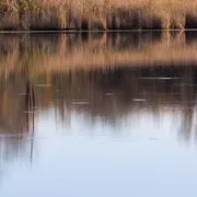 Zwloki staw hubertus