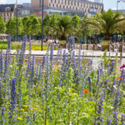 Łąka kwietna w Katowicach fot Sławomir Rybok