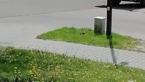185127135 985690902172089 7320315391234715943 n