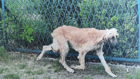 42 766426