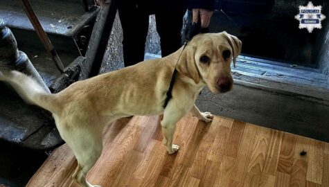 zaniedbane psy katowice