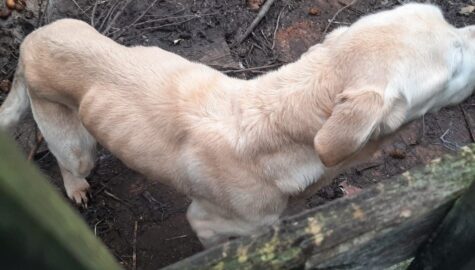 znęcanie się nad psem