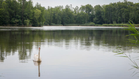 Balaton umowa 1