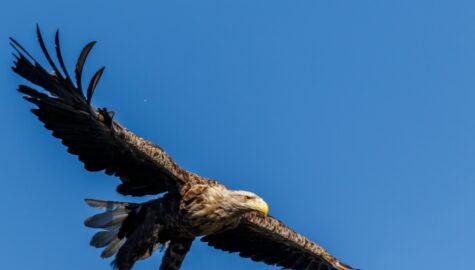 Bielik 1 fot Jozef Wlodarz fotograf przyrody