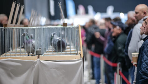 EXPO Gołębie