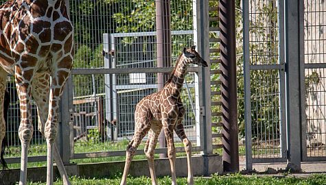 IMG 7569 1 2 width 800