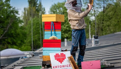 Katowickie pasieki Fot radoslaw kazmierczak