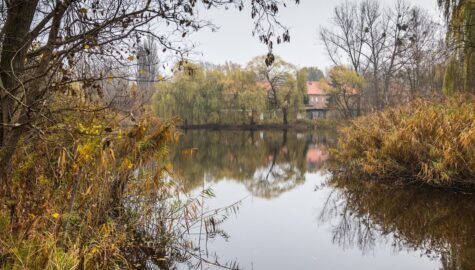 Kozubek to staw znajdujacy sie na granicy osiedla Witosa Zaleza oraz dzielnicy Batory w Chorzowie Fot KAW