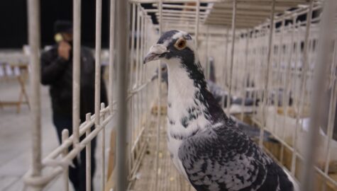 Międzynarodowe Targi Gołębi Pocztowych EXPO Gołębie w Katowicach 7