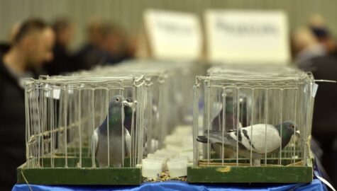 Międzynarodowe Targi Gołębi Pocztowych EXPO Gołębie w Katowicach 2023 6