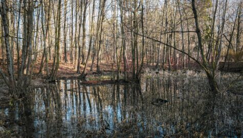 Mokradła w Katowicach