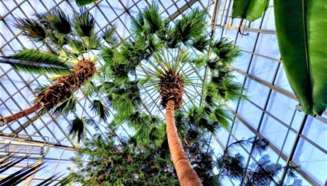 Palma Corypha umbraculifera