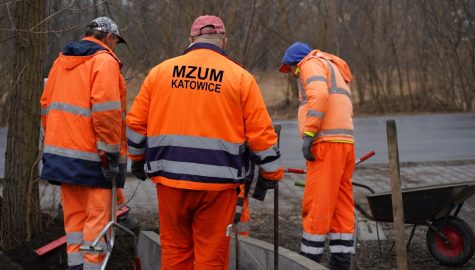 Prace pielegnacyjne drzew i pozimowe naprawy nawierzchni Materialy prasowe MZ Ui M w Katowicach