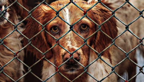 Animal welfare g8e0e40573 1920