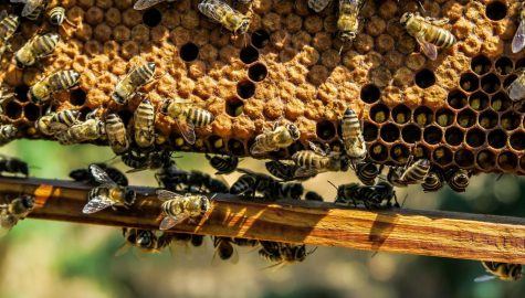 Apiary g134bd603f 1920