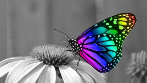 Butterfly 286280 1920