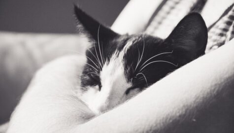 Cat 1557516 1920