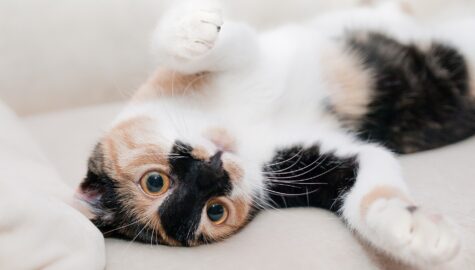 Cat 649164 1920