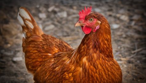 Chicken gf487d36d1 1920