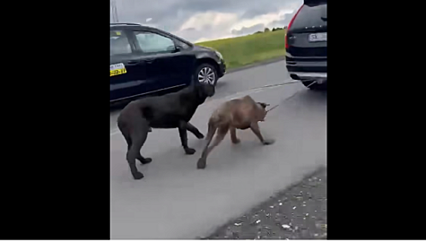 Ciagnal psy za autem