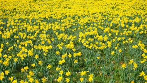 Daffodil field gfe9df66f3 1920