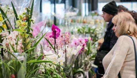Dni orchidei sosnowiec
