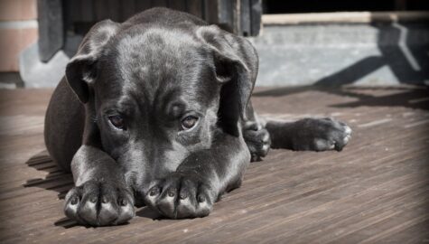 Dog 423398 1920