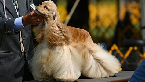 Dog show 6467000 1920