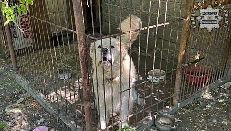 Dziecko pogryzione przez psa