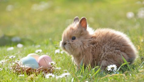 Easter g9fa3a554e 1920