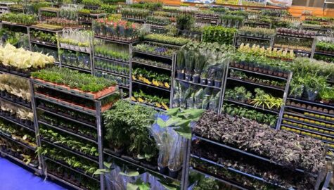 Festiwal roslin katowice