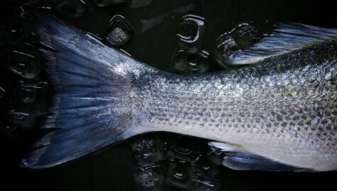 Fish gcef4af90e 1920