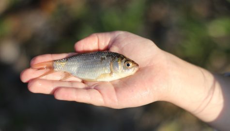 Fish ge0a7f3765 1920