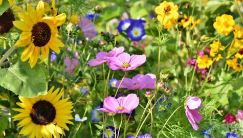 Flower meadow 3598555 1920
