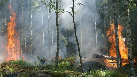 Forest fire g9cff7da47 1920