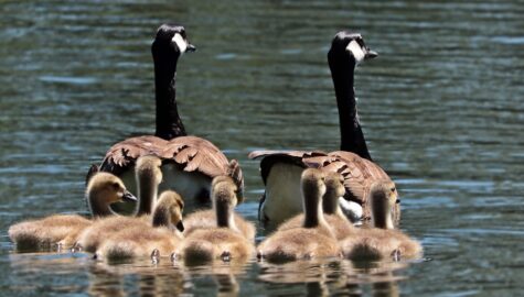 Geese ga4cc6cbf3 1920