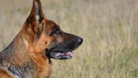 German shepherd 405505 1280