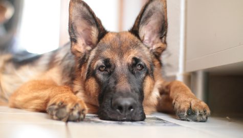 German shepherd g0e07a37cd 1920