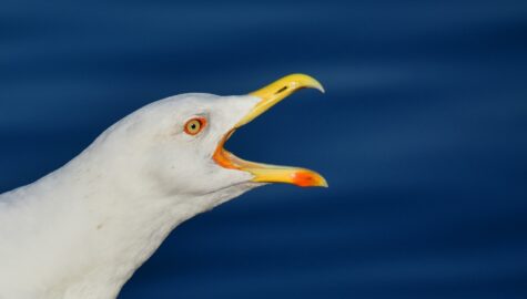 Gull g56fb71368 1920