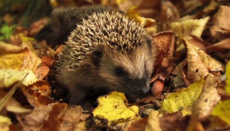 Hedgehog g7bfbe1d59 1920