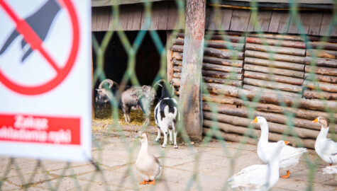 Kamery w mini zoo w sosnowcu