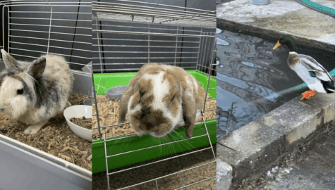 Kroliki z rybnika do adopcji