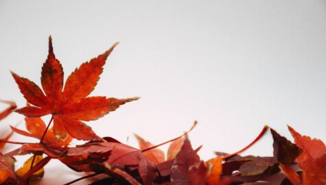 Leaves ge8da50c08 1920