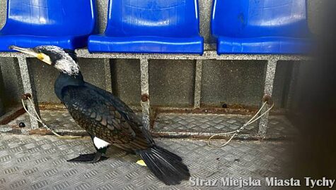 kormoran w Tychach