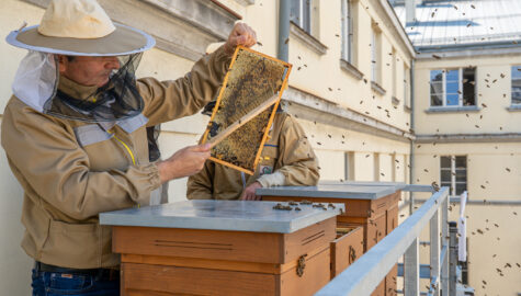 Miodobranie slaski urzad wojewodzki