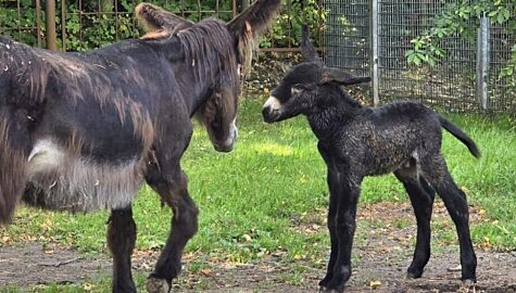 Narodziny osiołka w slaskim zoo
