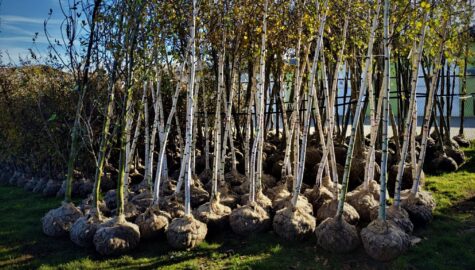 Nasadzenia w gliwicach